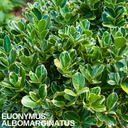 Euonymus Albomarginatus Plant (2L Pot)