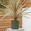 1 Large Plant - Cordyline Eurostripe, Ready to Plant in Your Garden, 3L Rootball