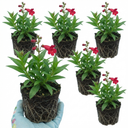 Penstemon Red Plants (Set of 3 or 6)