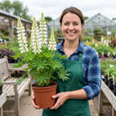 Hardy Lupin Legendary White Perennial Plants (Set of 3 or 6)