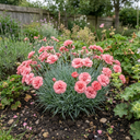 Cottage Pinks Dianthus Sugar Coral Plant