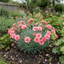 1 Cottage Pinks Dianthus Sugar Coral, Fragrant Hardy Summer Flowering Perennial Garden Plant, 17cm Root-Ball