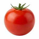 Tomato Summerlast Variety Plants (Set of 3 or 6)