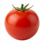 Set of 3 or 6 Large Plants - Tomato Summerlast Variety, Ready to Plant in Your Garden