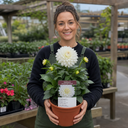 Dahlia Maggiore White Plant (3L Pot)