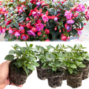 Set of 3 or 6 Large, Outdoor Garden Ready Plants - Fuchsia Bella Susanna (Rose & Violet)