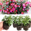 Set of 3 or 6 Large, Outdoor Garden Ready Plants - Fuchsia Bella Susanna (Rose & Violet)