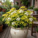 1 Choisya Sundance Plant, Hardy Evergreen Mexican Orange Blossom, 7.5 Litre Root Ball