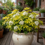 1 Choysia Sundance Plant, Hardy Evergreen Mexican Orange Blossom, 7.5 Litre Root Ball