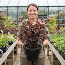 Physocarpus Lady in Red Plants