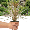 Cordyline Eurostripe Plant (3L Pot)