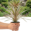 1 Large Plant - Cordyline Eurostripe, Ready to Plant in Your Garden, 3L Rootball