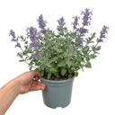 Nepeta Faassenii Walkers Low Catmint Plants