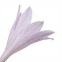Paul's Glory Plantain Lily Plants (Set of 3 or 6)