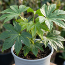 Fatsia Japonica Japanese Aralia Plants
