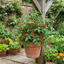 Set of 3 or 6 Large Plants - Tomato Sweet Million Variety, Ready to Plant in Your Garden
