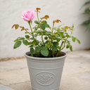 3Ltr Pink Patio Rose Bush, Outdoor Garden Ready, Pots