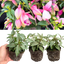 Set of 3 or 6 Large, Garden Ready Plants - Fuchsia Bella Lisa (Pink & White)