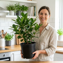 Ficus Moclame Indian Laurel Fig Plant (5L Pot)
