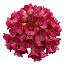 Bergenia Rotblum Hardy Evergreen Perennial Plants (Set of 3 or 6)