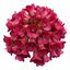 Set of 3 or 6 Bergenia Rotblum Hardy Evergreen Perennial Plants, Pink Flowering Ground Cover, Outdoor Garden Ready, 1 Litre Root-Ball