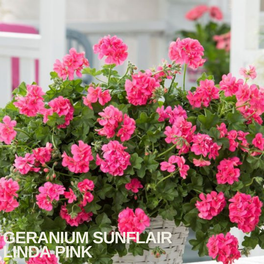 White basket of trailing geranium spilling with bright pink double flowers, caption text overlaid