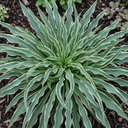 3Ltr Hosta Silly Strings, Outdoor Garden Ready, Pots