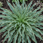 3Ltr Hosta Silly Strings, Outdoor Garden Ready, Pots