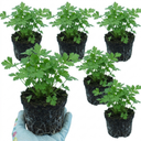 Italian Flat Leaf Parsley Herb Plants (Set of 3 or 6)