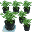 Set of 3 or 6 Italian Flat Leaf Parsley (Petroselinum crispum) Herb Plants, Fresh Kitchen Garden Ready, Outdoor Growing, 1 Litre Root-Ball