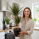 Dracaena Marginata Dragon Tree 3 Stem Plant (3L Pot)