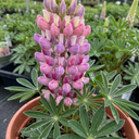 Lupin Persian Slipper Flower Plants