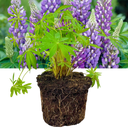 Lupin Legendary Blue Shades Plant (2L Pot)