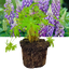 1 Large Plant - Lupin Legendary Blue Shades, Outdoor Garden Ready, 2L Rootball