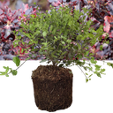 Pittosporum Tom Thumb Plant