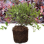 Pittosporum Tom Thumb