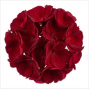 Geranium Calliope Dark Red Plant (2L Pot)