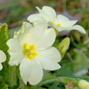 Primrose White Plant