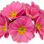 Set of 3 or 6 Large Plants - Primrose Strawberry, Ready to Plant in Your Garden, Peat Free