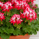 Geranium Summer Twist Red White Plant