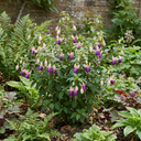 Upright Fuchsia Fuchsita Blush & Violet Plant