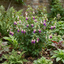 1 Large Plant - Upright Fuchsia Fuchsita Blush & Violet, Outdoor Garden Ready