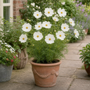 Cosmos Apollo White Plant (2L Pot)