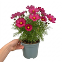 Cosmos Apollo Carmine Plant (2L Pot)