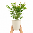 3 Litre Green Leaf Acer Tree, Nursery Pots, Outdoor Garden