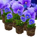Pansy Delta Pro Clear Light Blue Plants (Set of 3 or 6)
