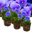 Set of 3 or 6 Large Plants - Pansy Delta Pro Clear Light Blue, Ready to Plant in Your Garden