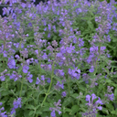 Nepeta Faassenii Walkers Low Catmint Plants