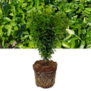 Euonymus Green Spire Plant (2L Pot)