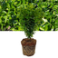 Euonymus Green Spire
